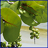 The round leaves and green grapelike clusters of sea grape