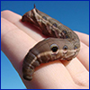 Large grayish-brown caterpillar with black spots on a woman's hand
