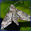 Mottled gray moth