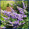 Spikes of purple flowers