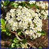 Ball shaped cluster of small white flowers