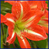 Small photo of reddish-orange, trumpet shaped amaryllis flower