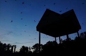 Bats leaving the UF bat house in the early evening.