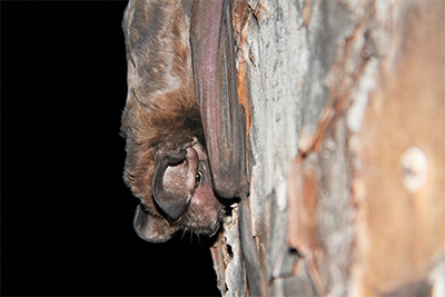 Rare and imperiled Florida bonneted bat clinging to the side of a pine tree.