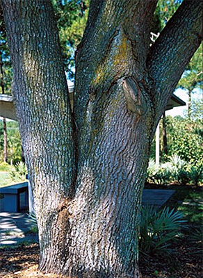 Codominant stems on this tree right at the base.