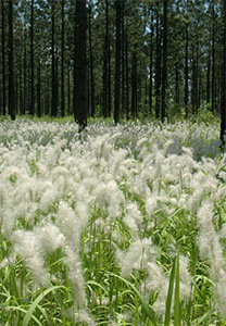 Invasive cogongrass blankets the ground in a pine forest. It has fluffy white plumes.