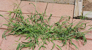 Weedy crabgrass spreads out across patio pavers from a central location.