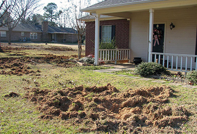 A front yard all dug up by wild pigs.