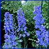 Spikes of blue flowers