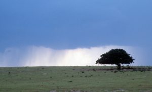 Distant view of rain falling on a field with an oak tree
