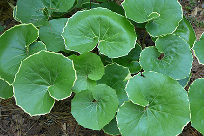 Foliage plant with huge round leaves, green and edged in yellow.
