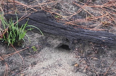 A gopher tortoise burrow dung into sand under a fallen burnt tree trunk