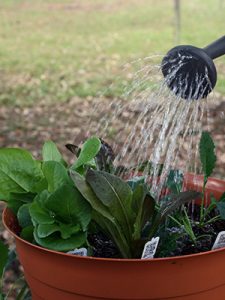 Water from a water can sprinkling down on a container garden.
