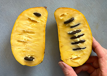 A pawpaw fruit cut open to reveal the yellow custard like flesh and large black seeds.