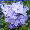 Purple-blue and very simple flowers of plumbago.