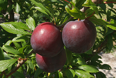 Three dark purple plums hang on a tree. IFAS file photo.