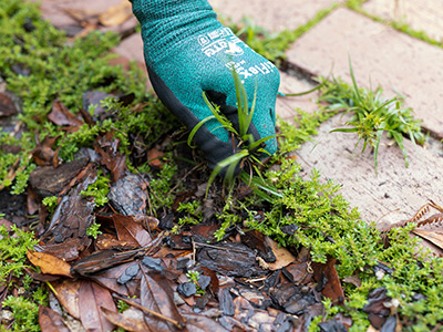 A gloved hand pulling a grassy weed from between pavers.