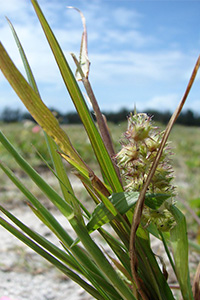 Close view of grass weed with a clump of sticky, spiny seedheads.