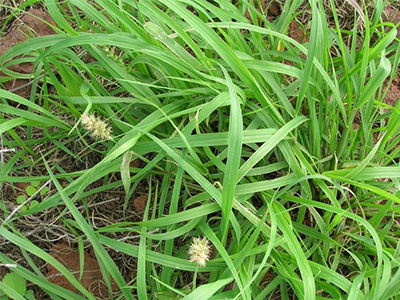 A clump of very grassy weed with sandburs.