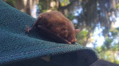 A tiny furry brown bat is curled up asleep on the top of a green patio umbrella.