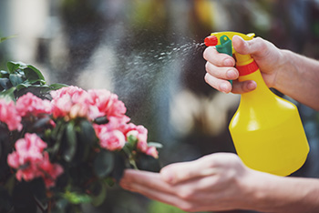 A bright yellow plastic spray bottle squirts water on a flowering plant.