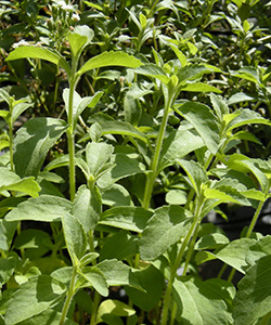 Stevia is a green, herby, leafy plant.