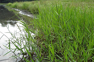 Tall, green, weedy grass grows alongside a body of water.