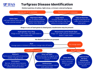 An illustrated flow chart to aid homeowners in matching lawn problem symptoms to which fungus might be causing it