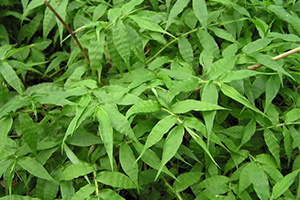 This weed grows flat to the ground and its fernlike foliage is wavy.