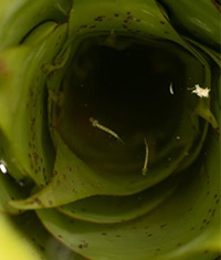 Mosquito larvae in the water-filled center of a bromeliad.