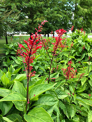 Firespike plants, shrub sized with light green spade shaped leaves and spikes of small red tubular flowers above the foliage.