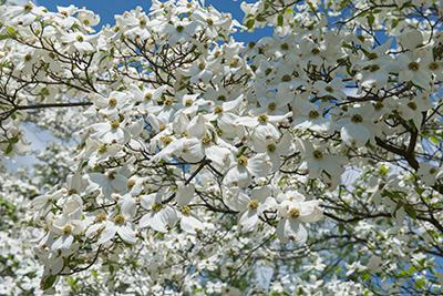 A flowering dogwood tree completely covered in white flowers.