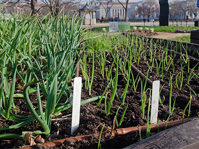 Two different varieties of garlic plants grow in a raised bed in a public garden. 