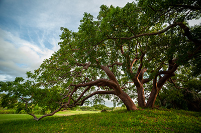 A huge, triple-trunked gumbo limbo tree with a massive canopy that touches the grass.