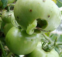 A hornworm caterpillar eating into a green tomato.