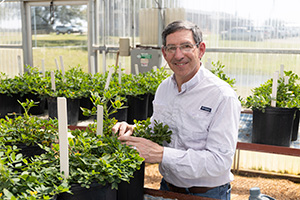 Professor and peanut breeder Barry Tillman hand pollinates peanut plants in a greenhouse.
