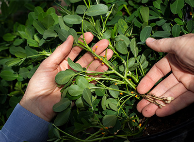 Hands holding a very green and healthy peanut plant.