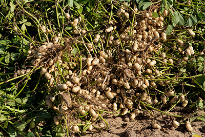 Peanuts freshly uprooted in the field