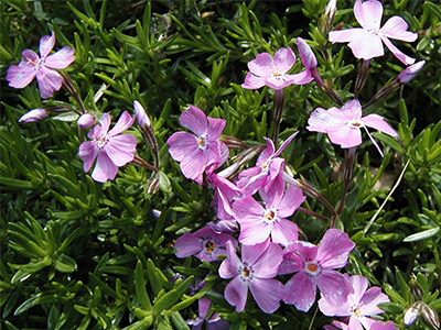 Simple, four-petaled pink flowers growing on a low-growing plant.
