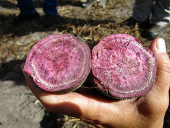 A sweet potato cut in half to reveal purple flesh