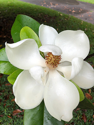 A large white flower of Southern magnolia with waxy wide petals and a cone-like structure in the middle.
