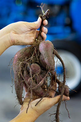 Hands holding a clump of freshly harvested sweet potatoes.