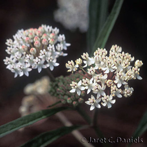 Aquatic milkweed has clusters of tiny white flowers