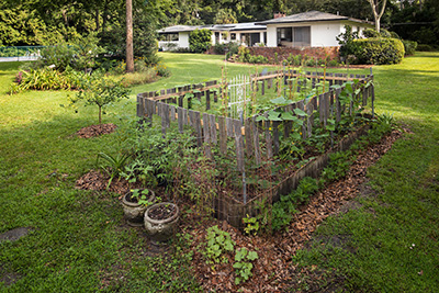 A small, densely planted edible garden in a home backyard.