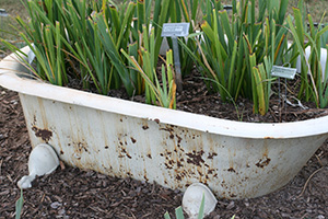 Tall green plants in a repurposed bath tub.