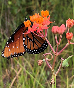 A queen butterfly looks almost like a monarch except it has white dots across its orange and black coloring. It rests on a cluster of tiny orange butterfly milkweed flowers.