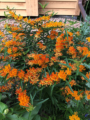 A large shrub covered in clusters of small, star-shaped, bright orange flowers.