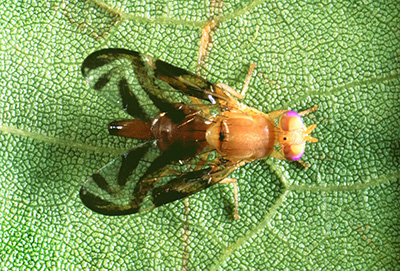 Female Caribbean fruit fly is orange with translucent wings with black markings