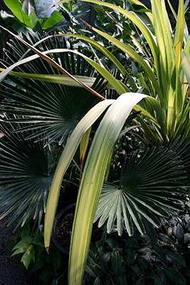 Contrasting shades of green foliage from tropical palms.
