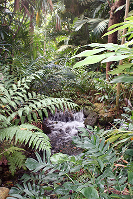 A small waterfall surrounded by greenery almost covering it.